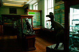 Тираннозавр. Зал древняя история Земли. Музей Землеведения